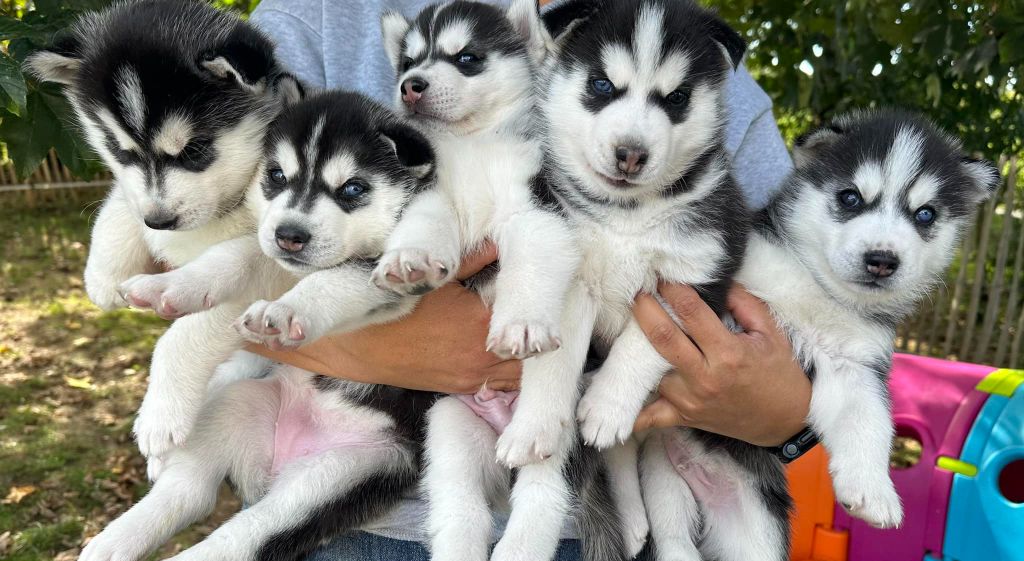 chiot Siberian Husky du Domaine de la Plissonnière