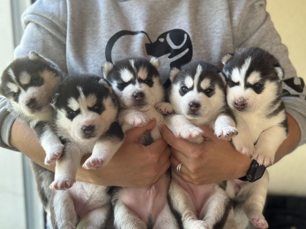 chiot Siberian Husky du Domaine de la Plissonnière