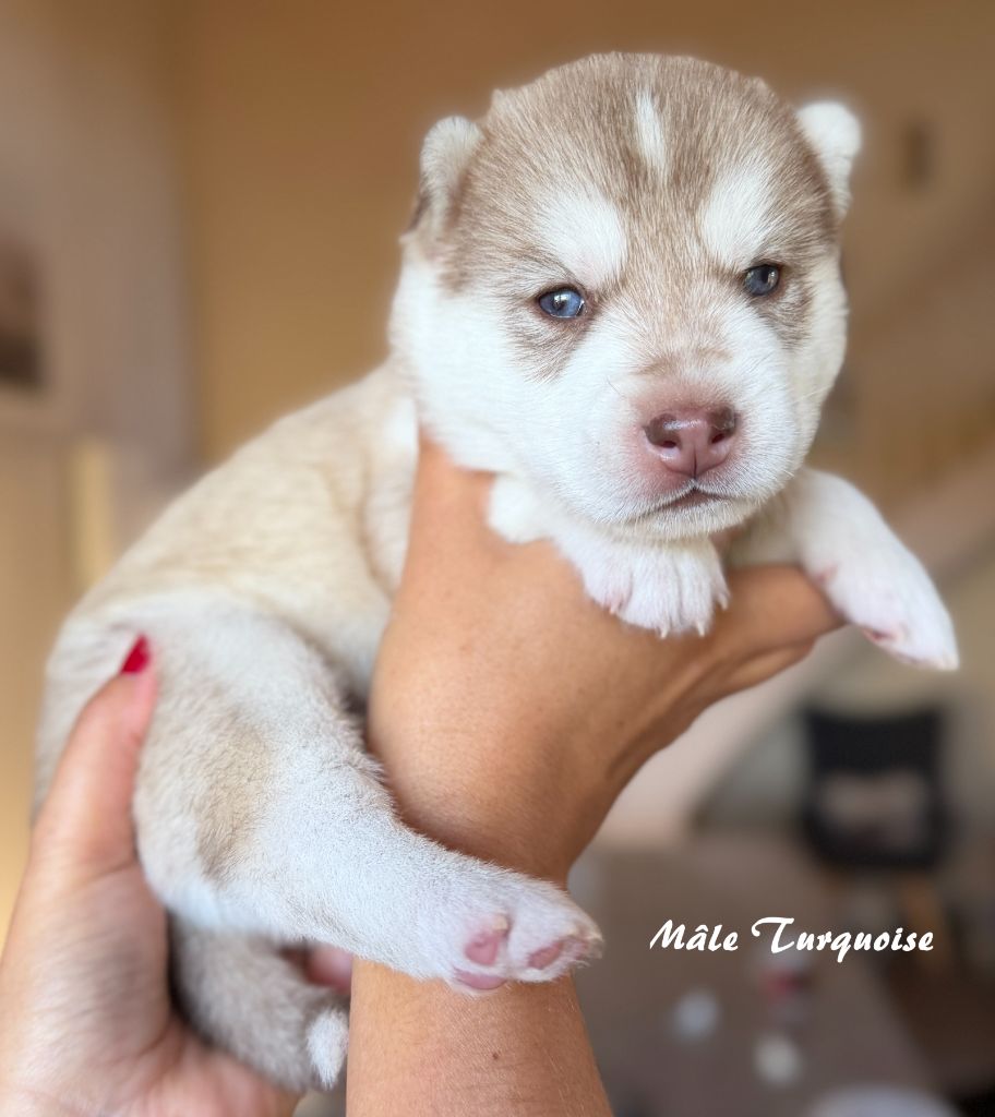 du Domaine de la Plissonnière - Chiots disponibles - Siberian Husky