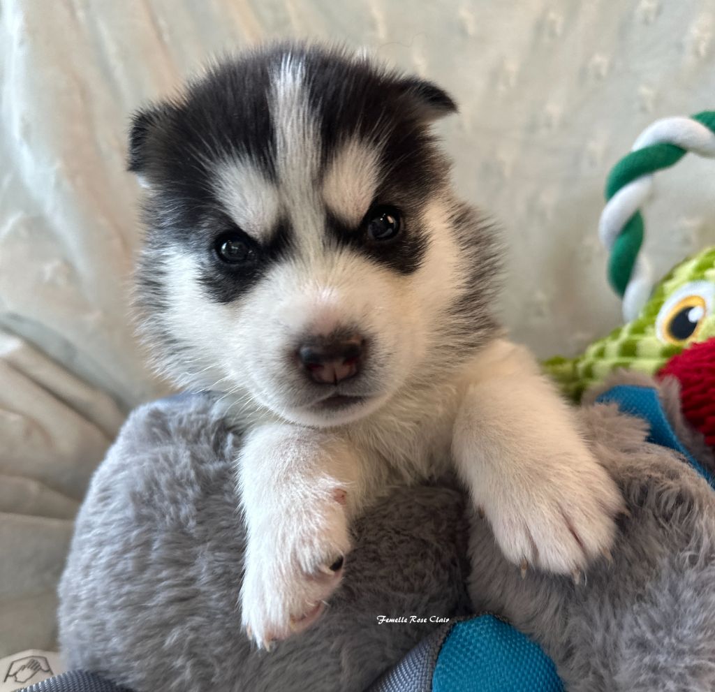 du Domaine de la Plissonnière - Chiots disponibles - Siberian Husky