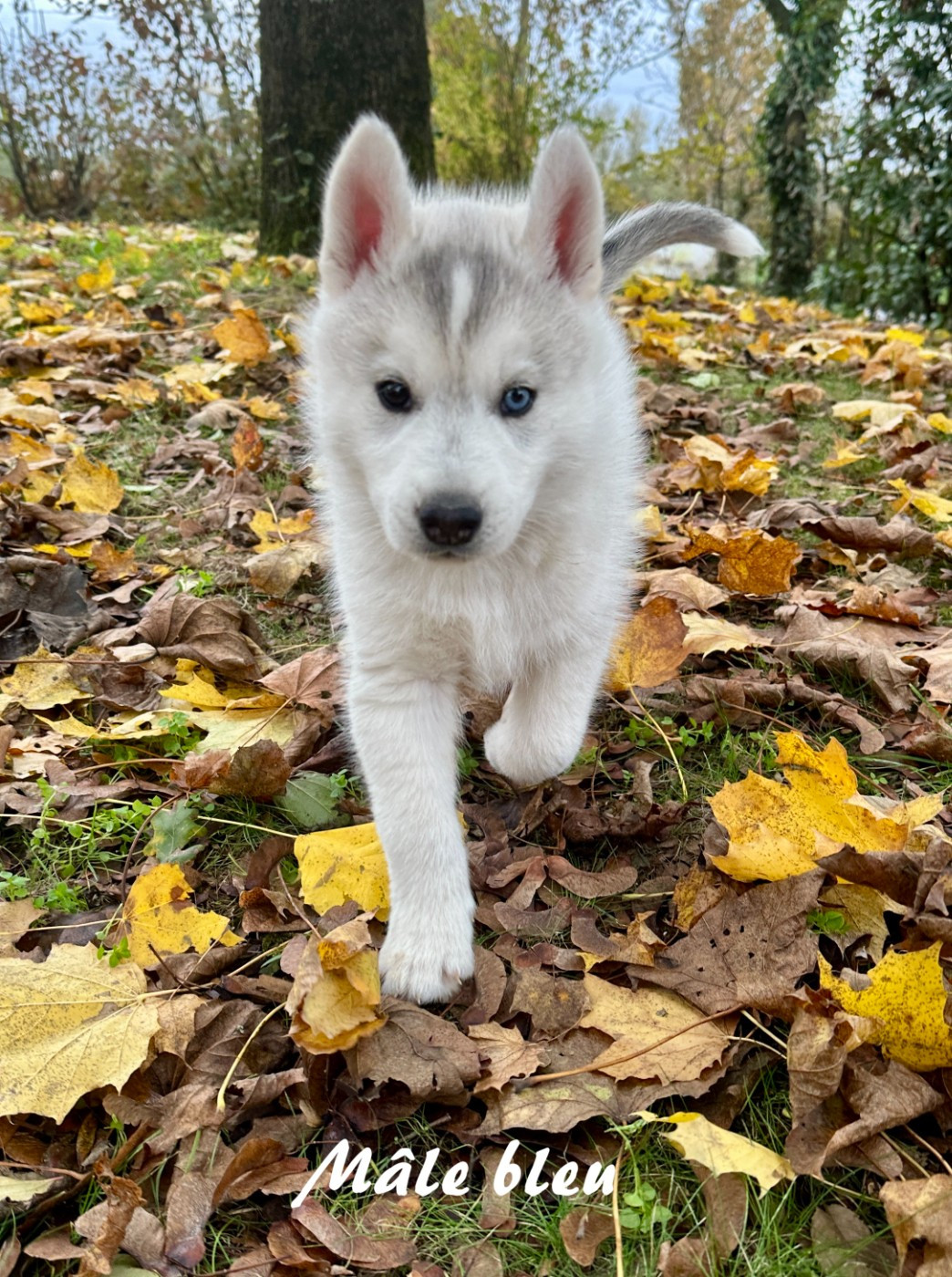 du Domaine de la Plissonnière - Chiots disponibles - Siberian Husky