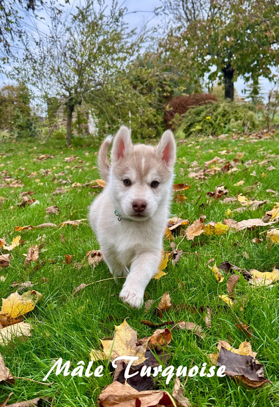du Domaine de la Plissonnière - Chiots disponibles - Siberian Husky