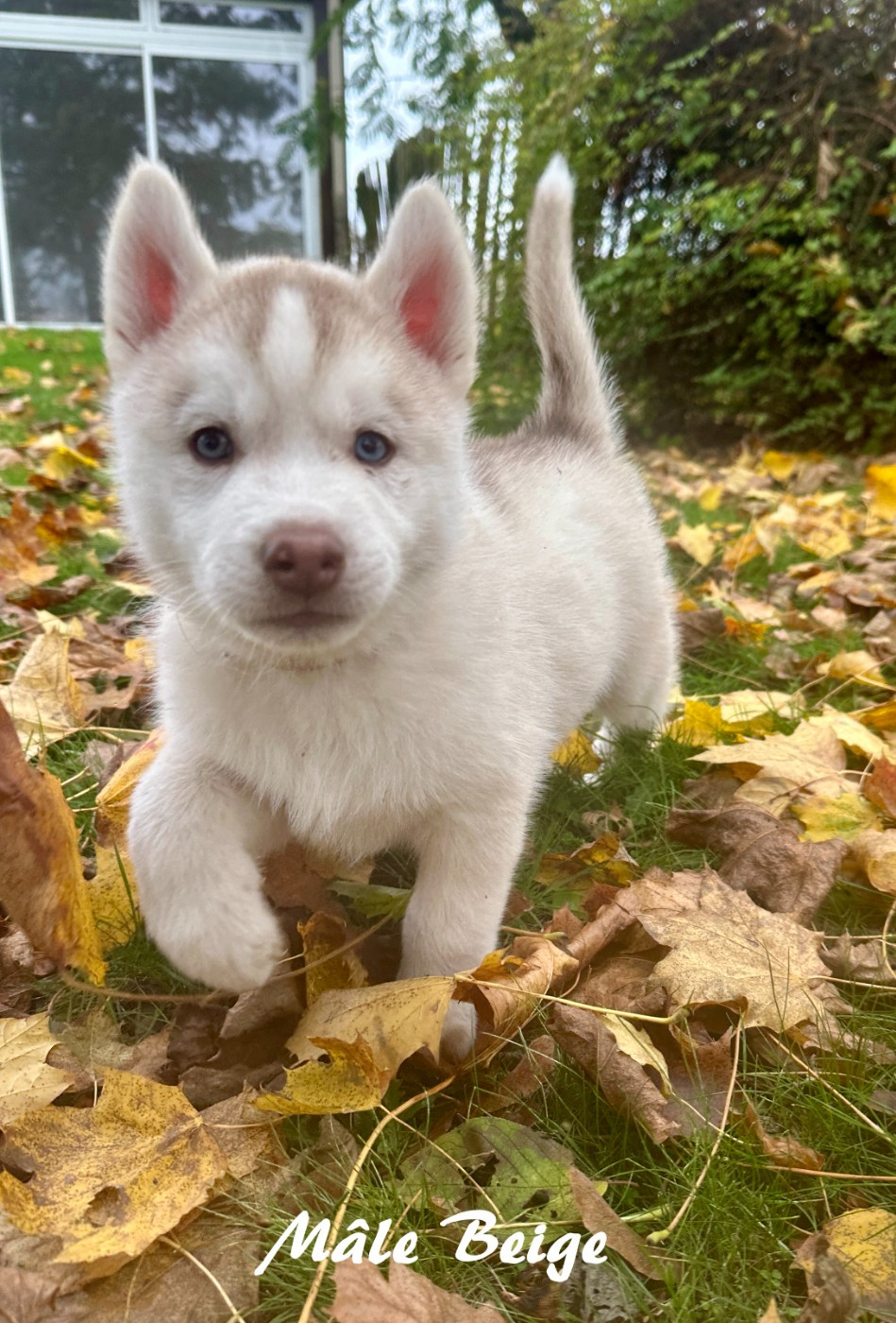 du Domaine de la Plissonnière - Chiots disponibles - Siberian Husky