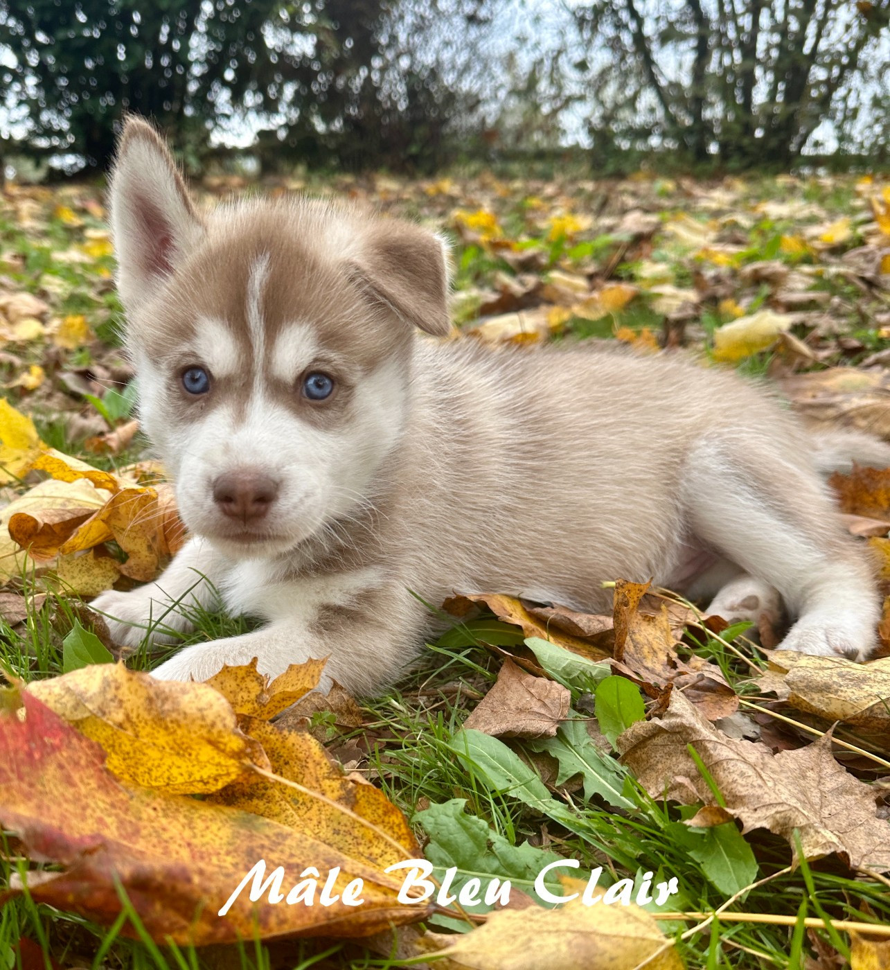 du Domaine de la Plissonnière - Chiots disponibles - Siberian Husky