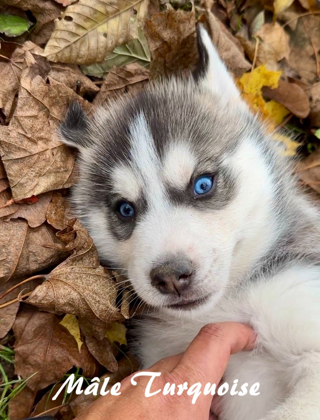 du Domaine de la Plissonnière - Chiots disponibles - Siberian Husky