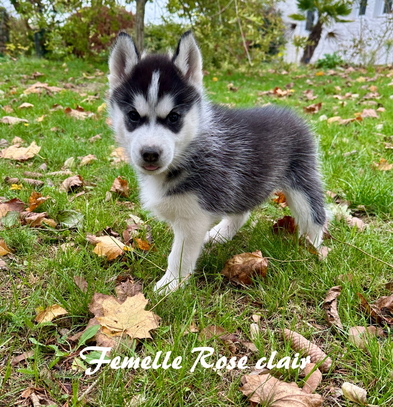 du Domaine de la Plissonnière - Chiots disponibles - Siberian Husky