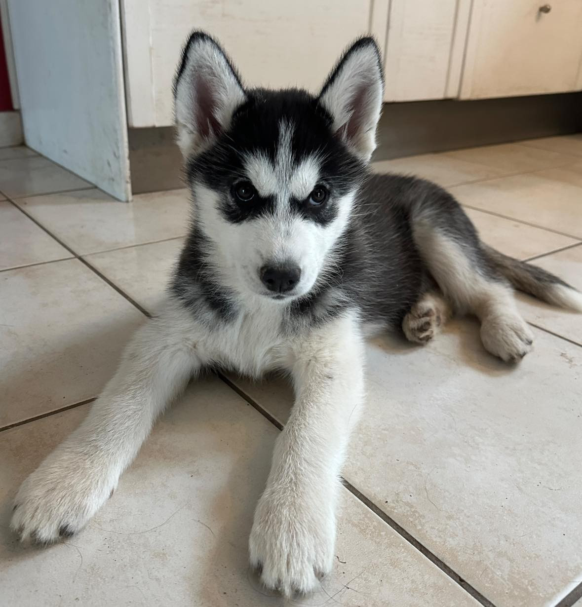 du Domaine de la Plissonnière - Chiots disponibles - Siberian Husky