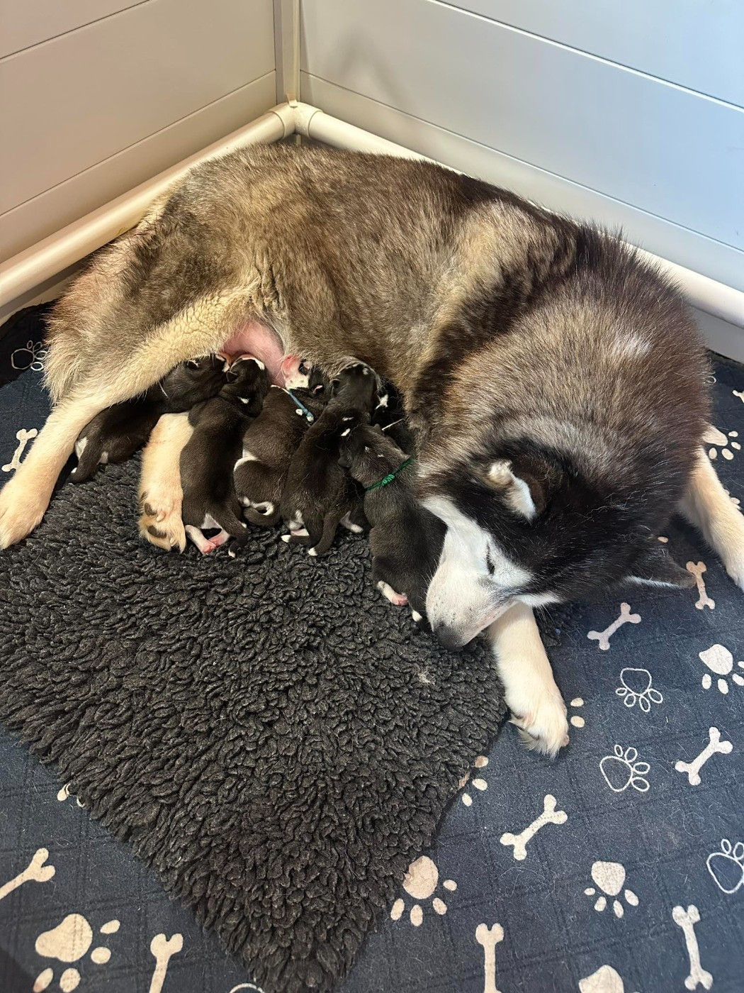 Chiot Siberian Husky du Domaine de la Plissonnière