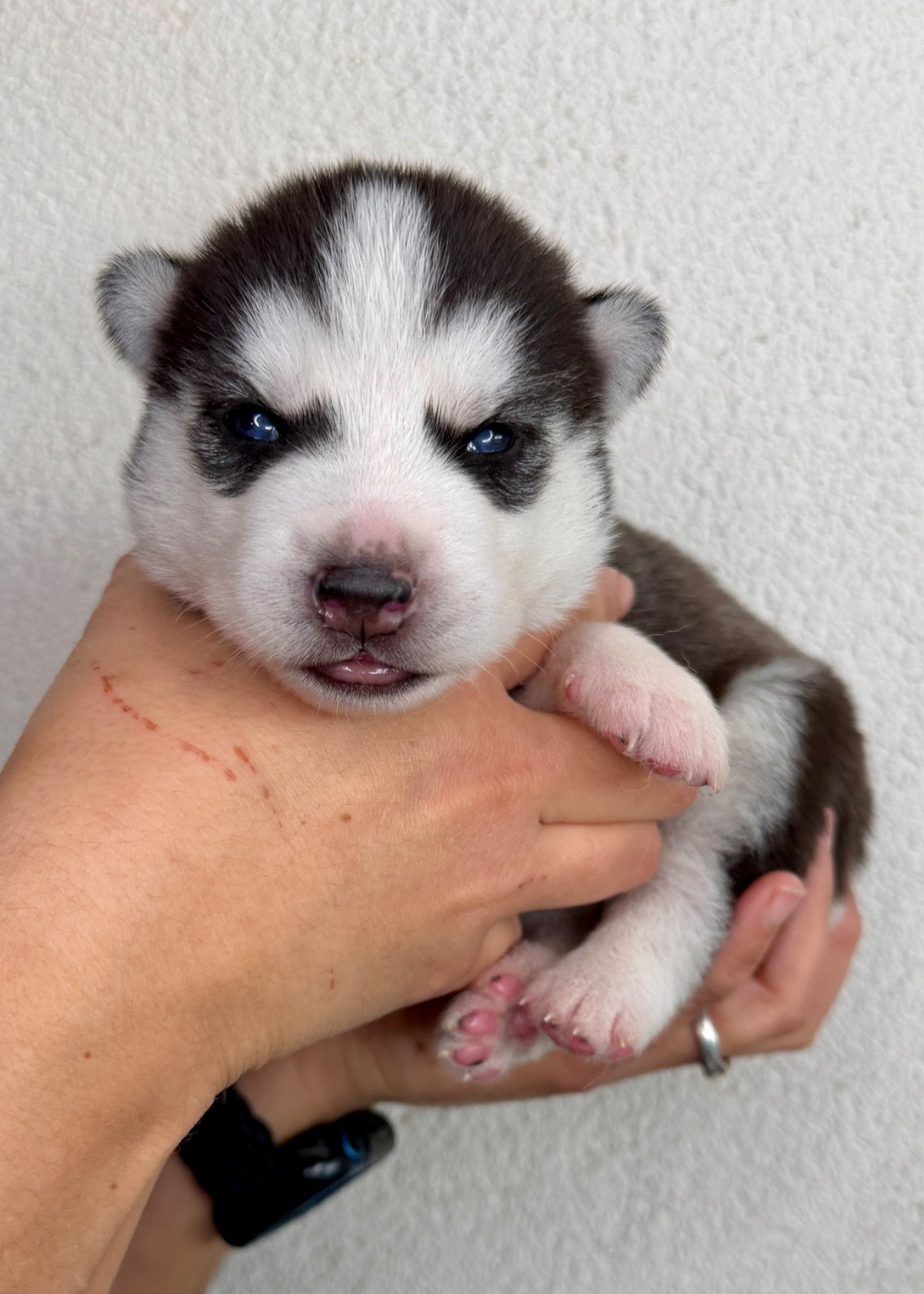 du Domaine de la Plissonnière - Chiots disponibles - Siberian Husky