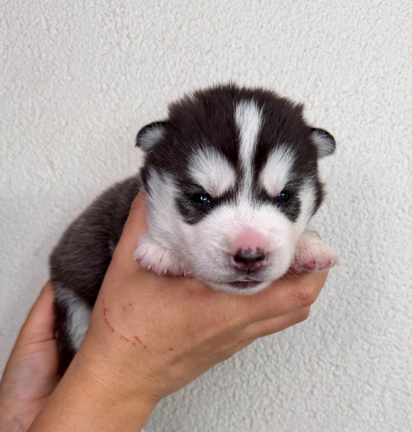 du Domaine de la Plissonnière - Chiots disponibles - Siberian Husky