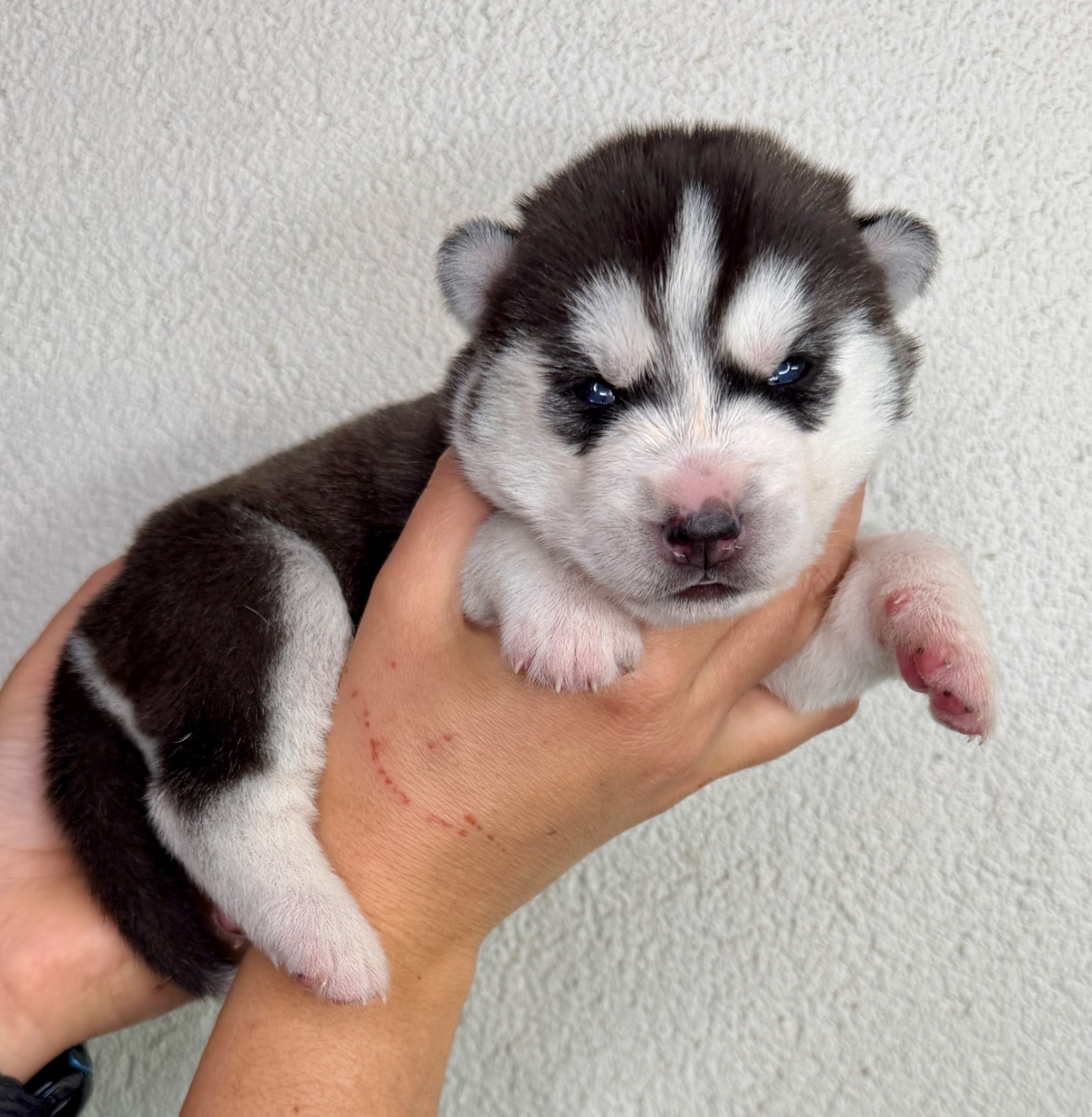 du Domaine de la Plissonnière - Chiots disponibles - Siberian Husky