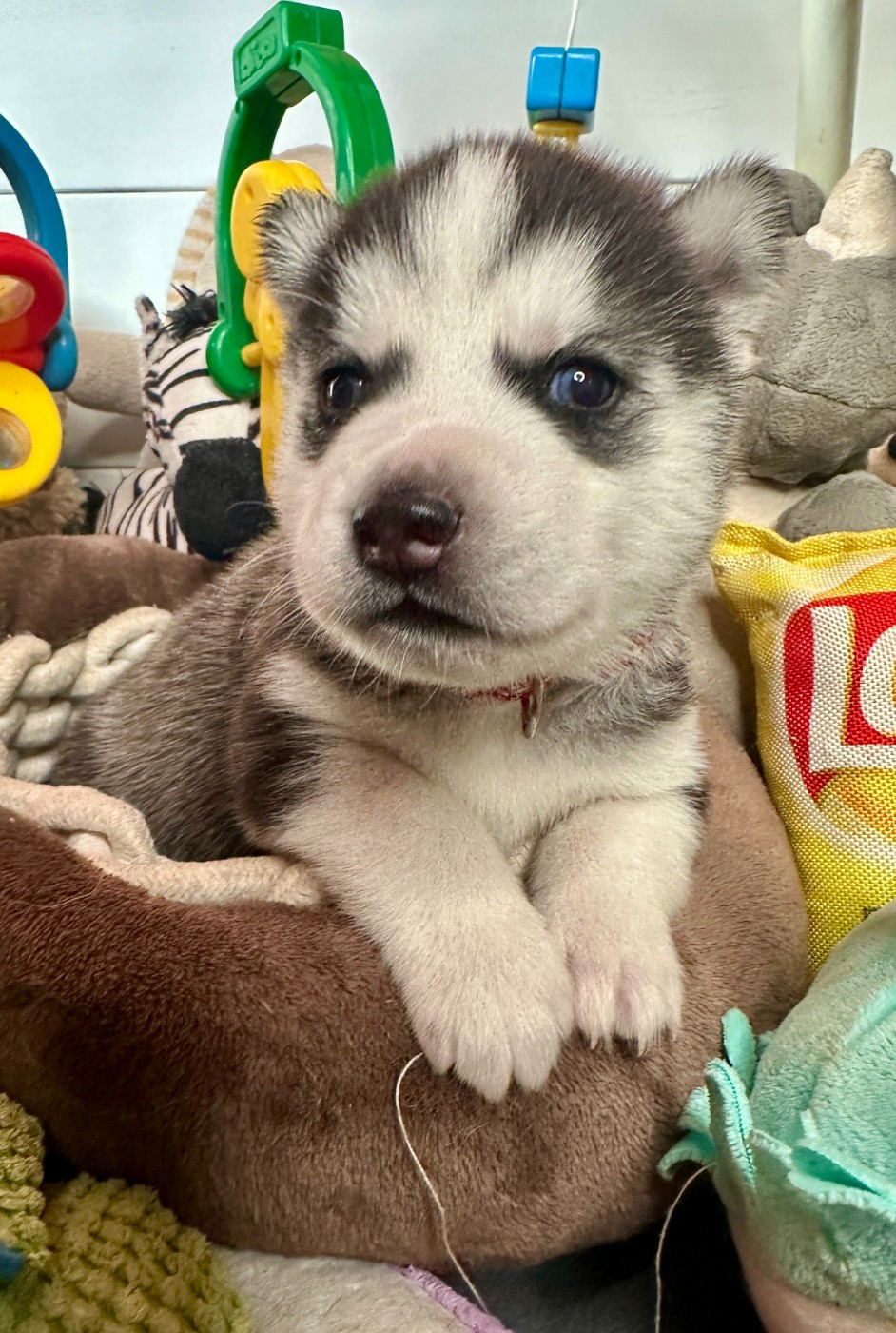 du Domaine de la Plissonnière - Chiots disponibles - Siberian Husky