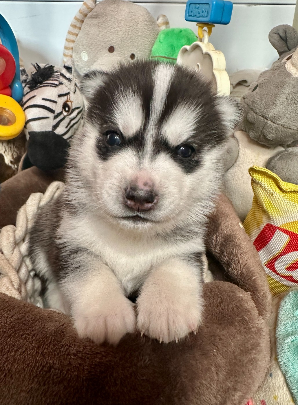 du Domaine de la Plissonnière - Chiots disponibles - Siberian Husky