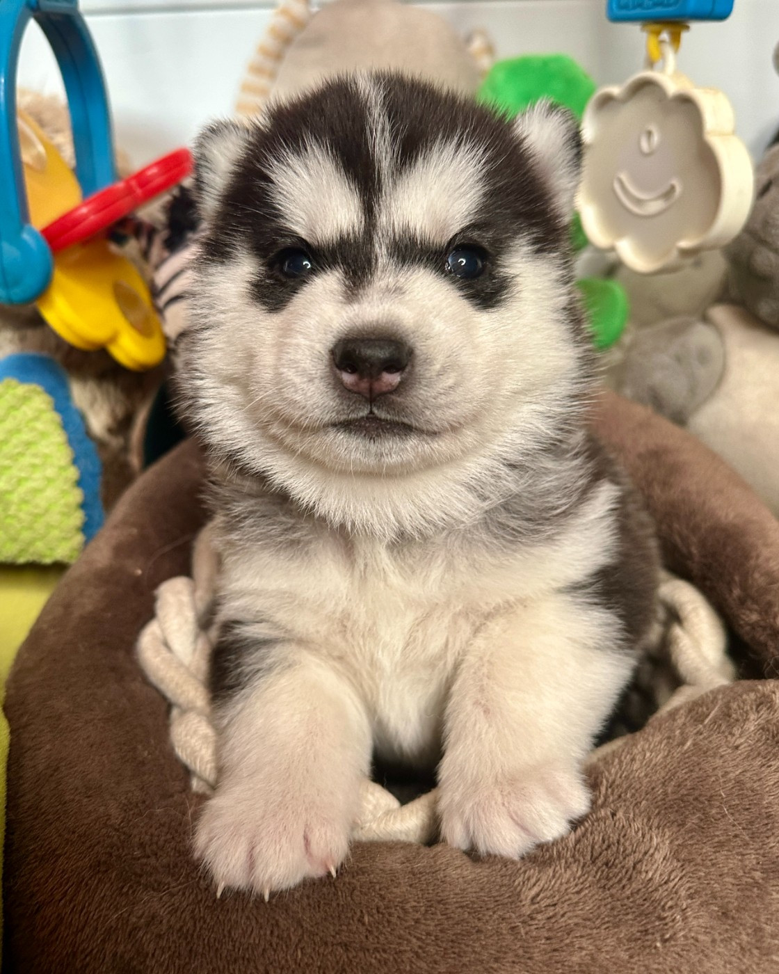 du Domaine de la Plissonnière - Chiots disponibles - Siberian Husky