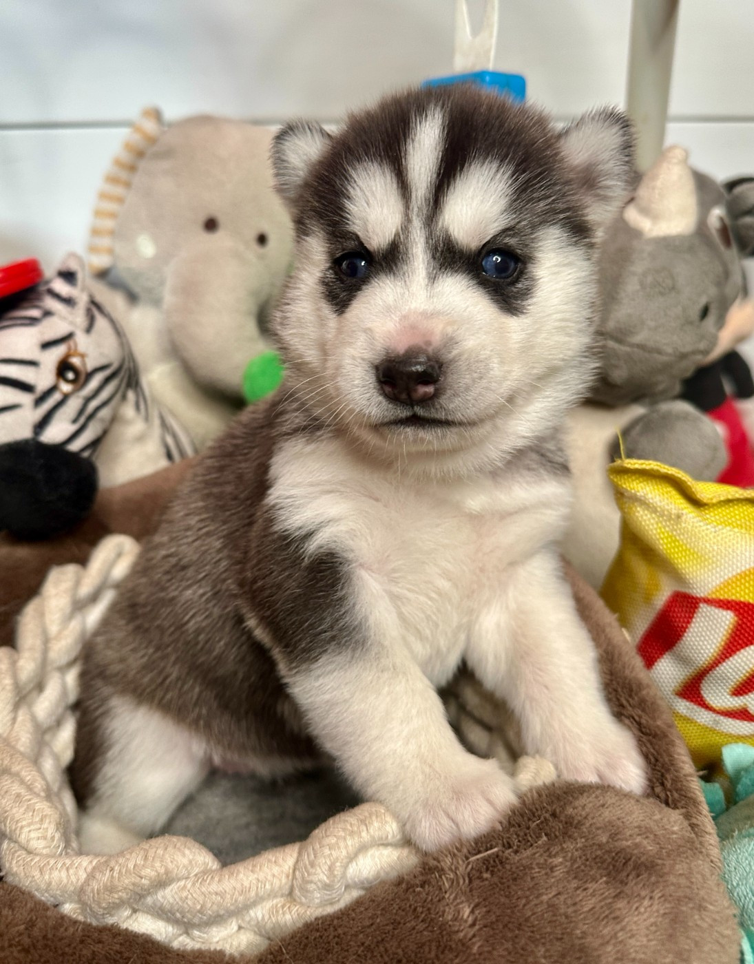 du Domaine de la Plissonnière - Chiots disponibles - Siberian Husky