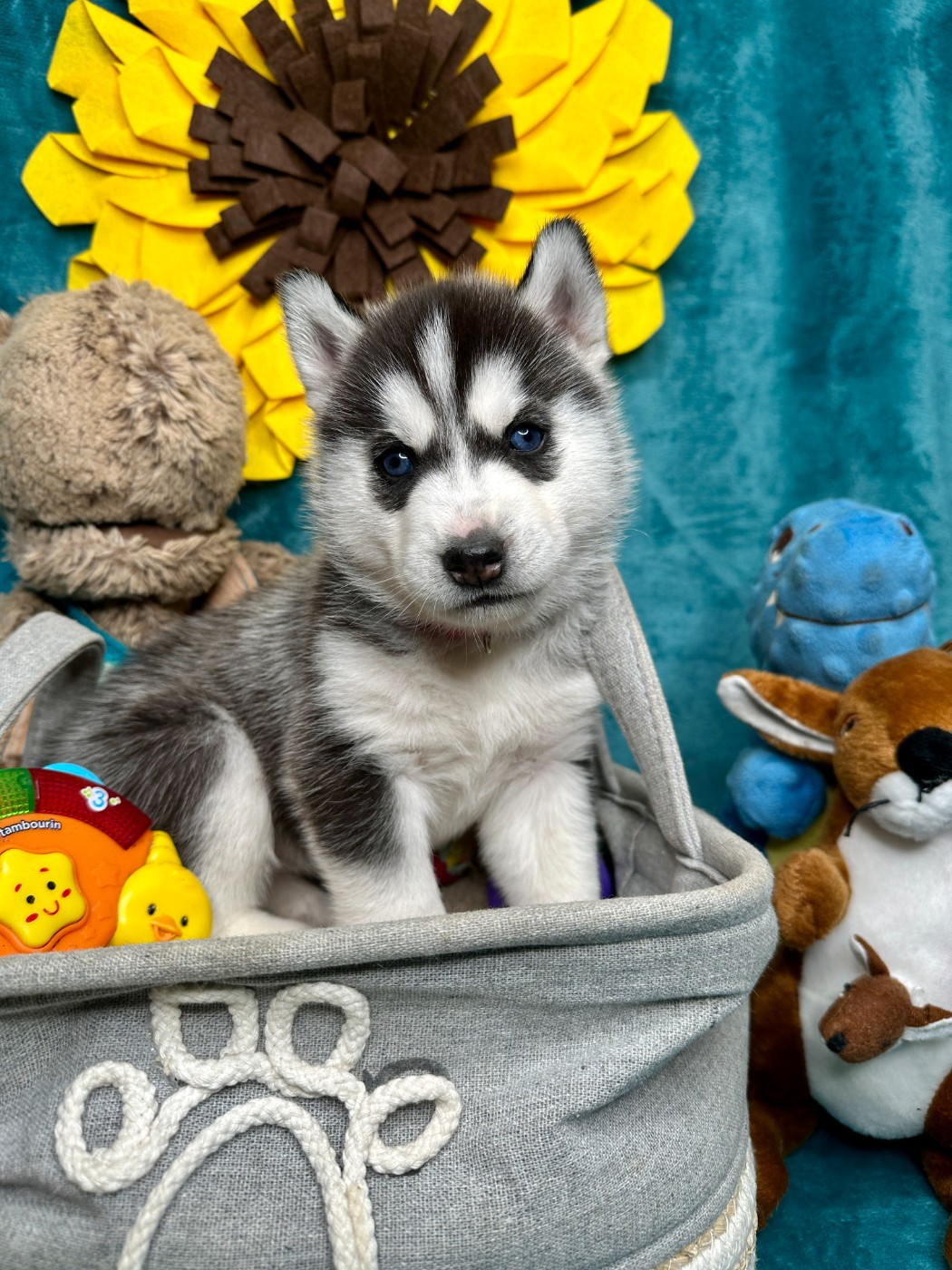 du Domaine de la Plissonnière - Chiots disponibles - Siberian Husky