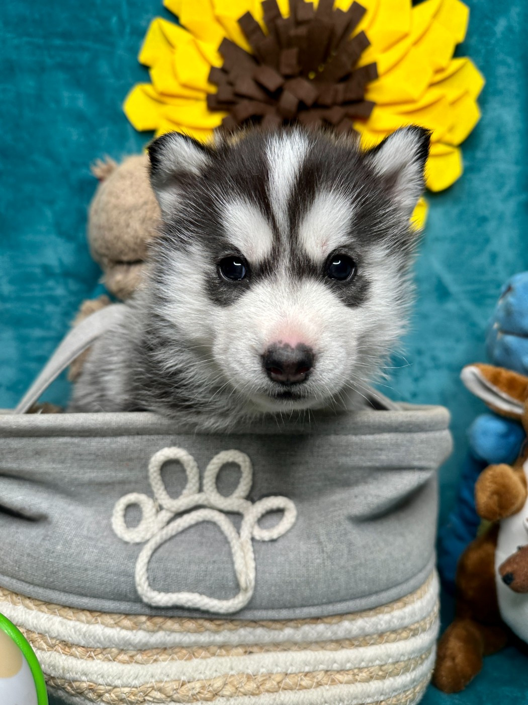 du Domaine de la Plissonnière - Chiots disponibles - Siberian Husky