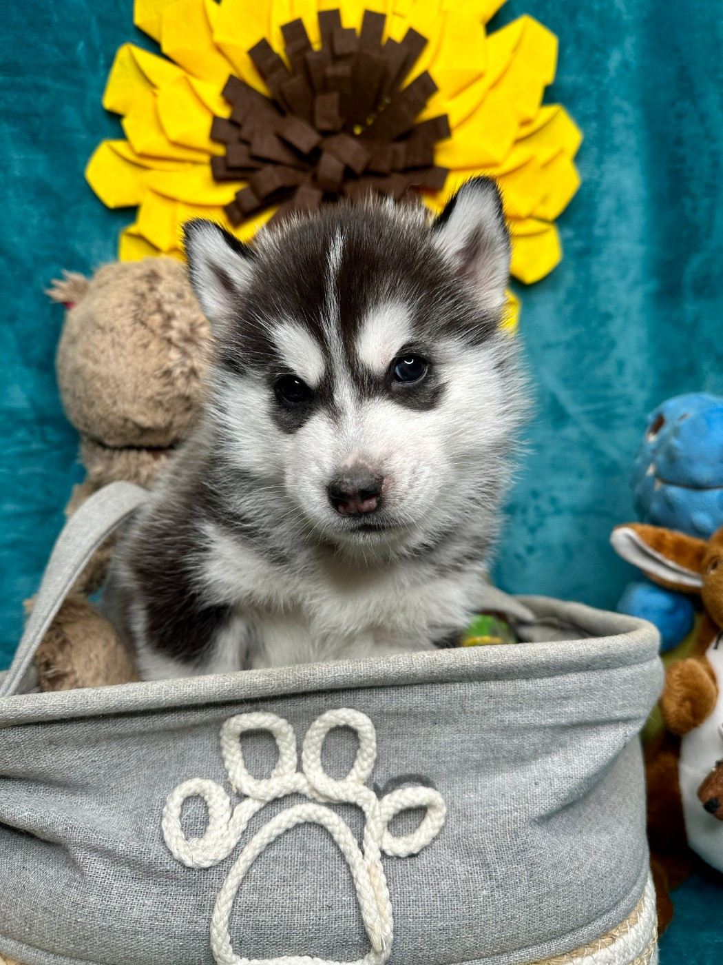 du Domaine de la Plissonnière - Chiots disponibles - Siberian Husky