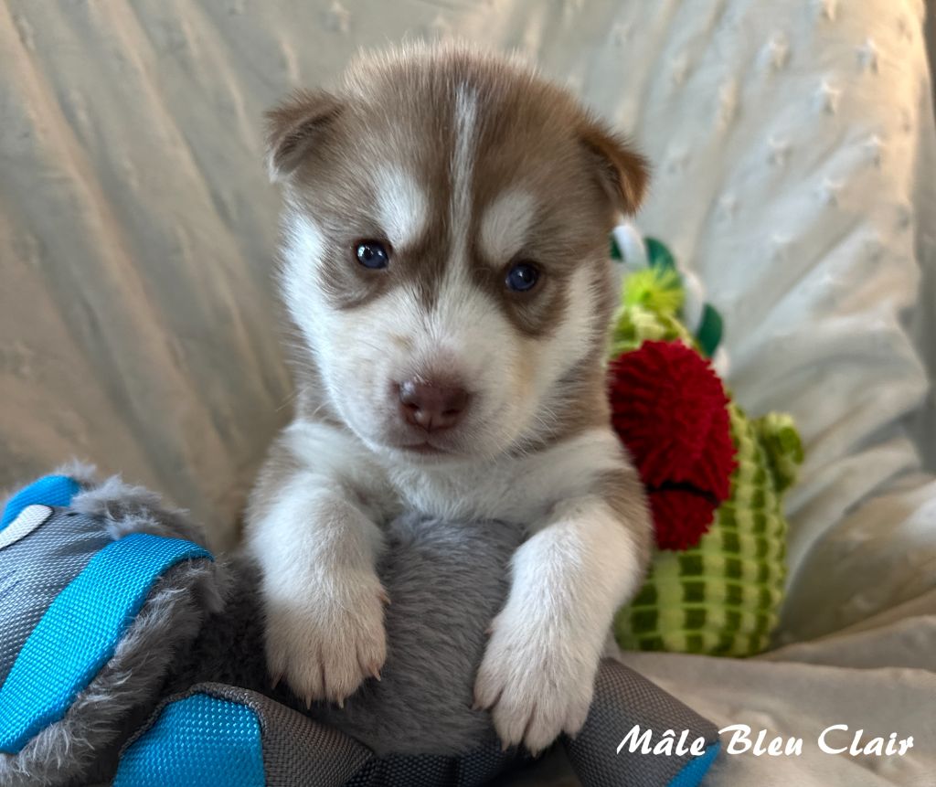 du Domaine de la Plissonnière - Chiots disponibles - Siberian Husky