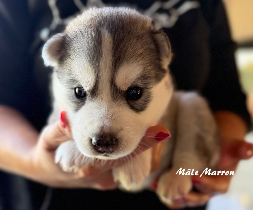 du Domaine de la Plissonnière - Chiots disponibles - Siberian Husky