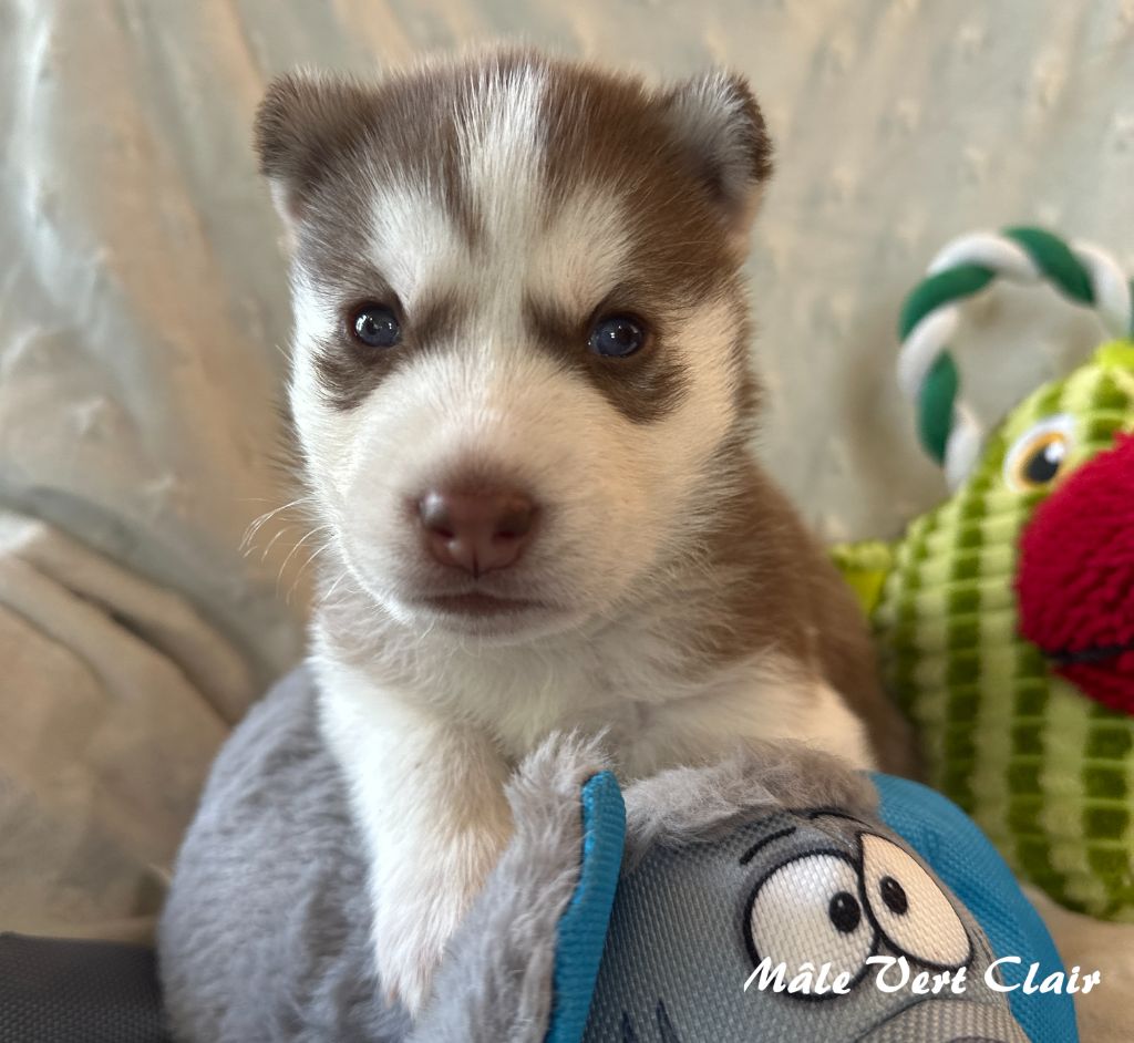 du Domaine de la Plissonnière - Chiots disponibles - Siberian Husky