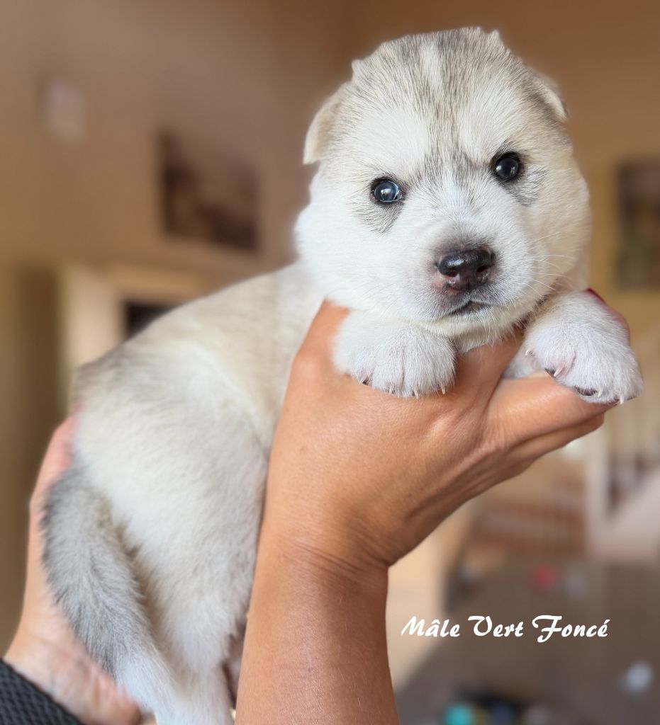 du Domaine de la Plissonnière - Chiots disponibles - Siberian Husky