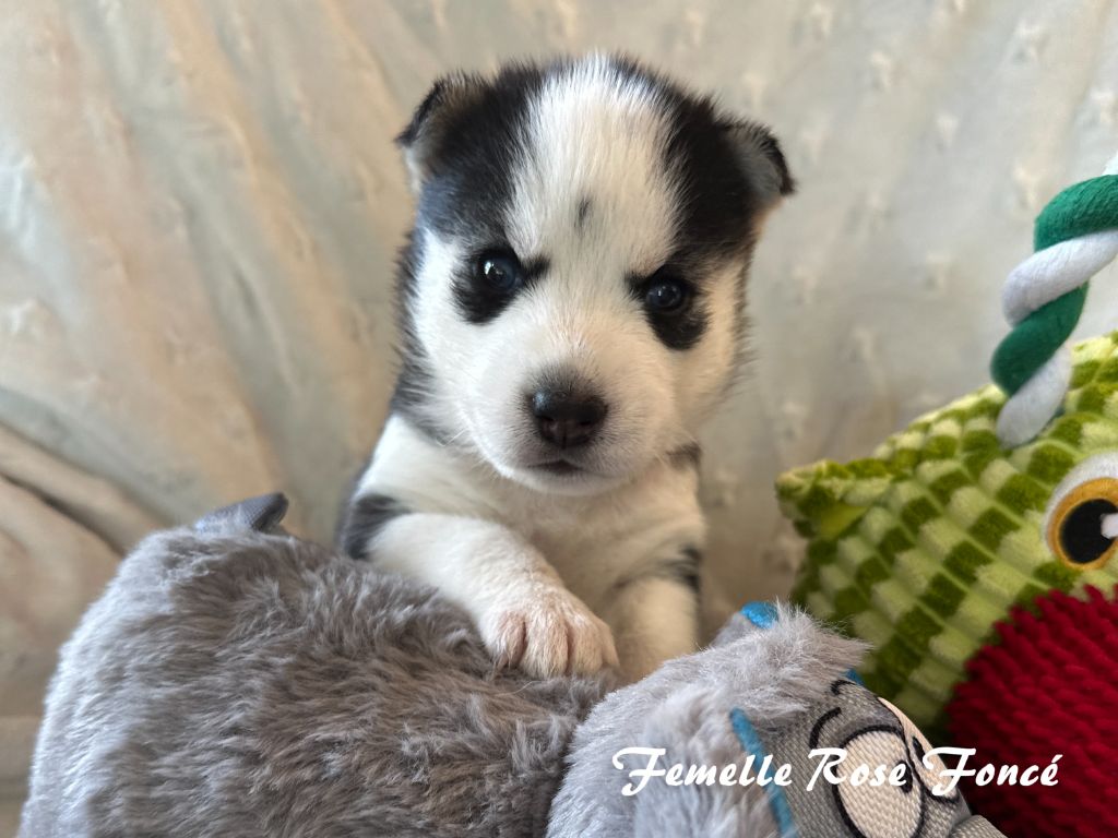 du Domaine de la Plissonnière - Chiots disponibles - Siberian Husky