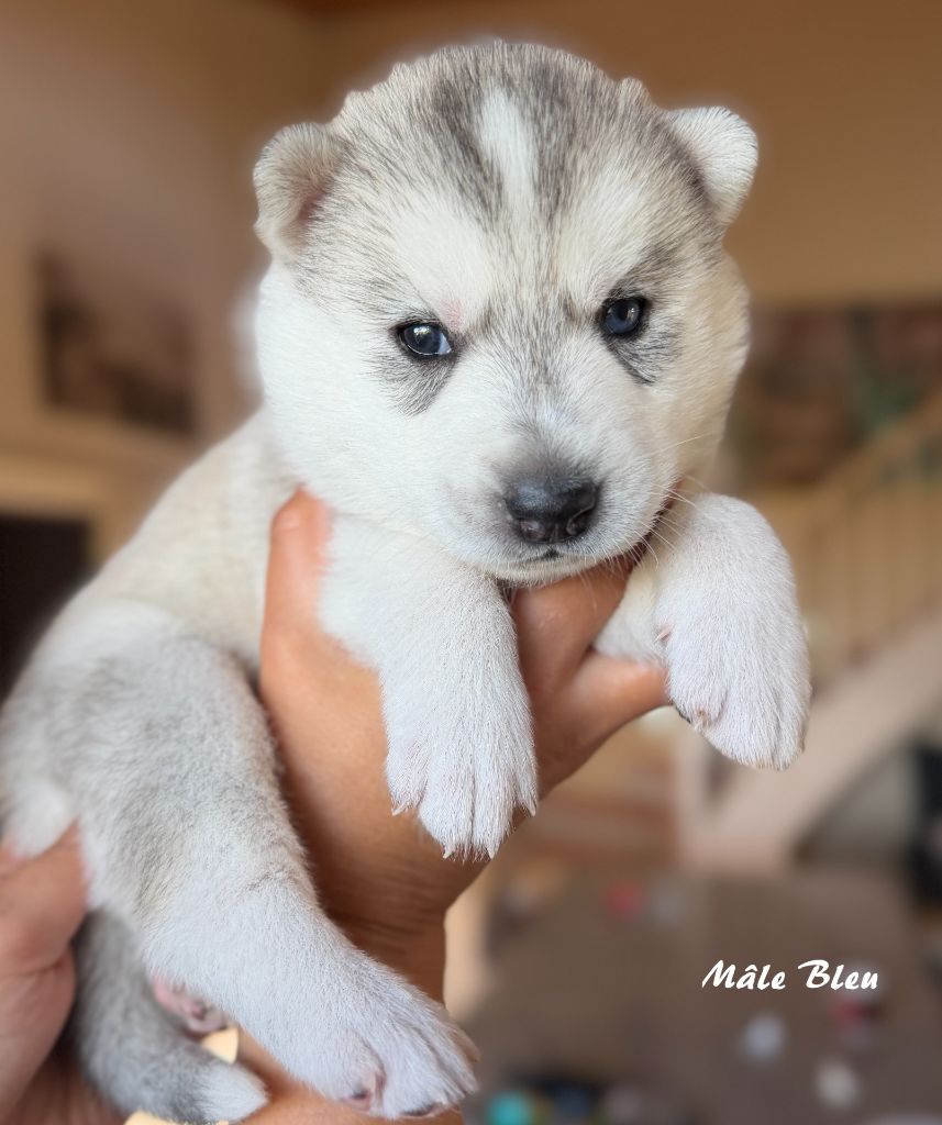 du Domaine de la Plissonnière - Chiots disponibles - Siberian Husky