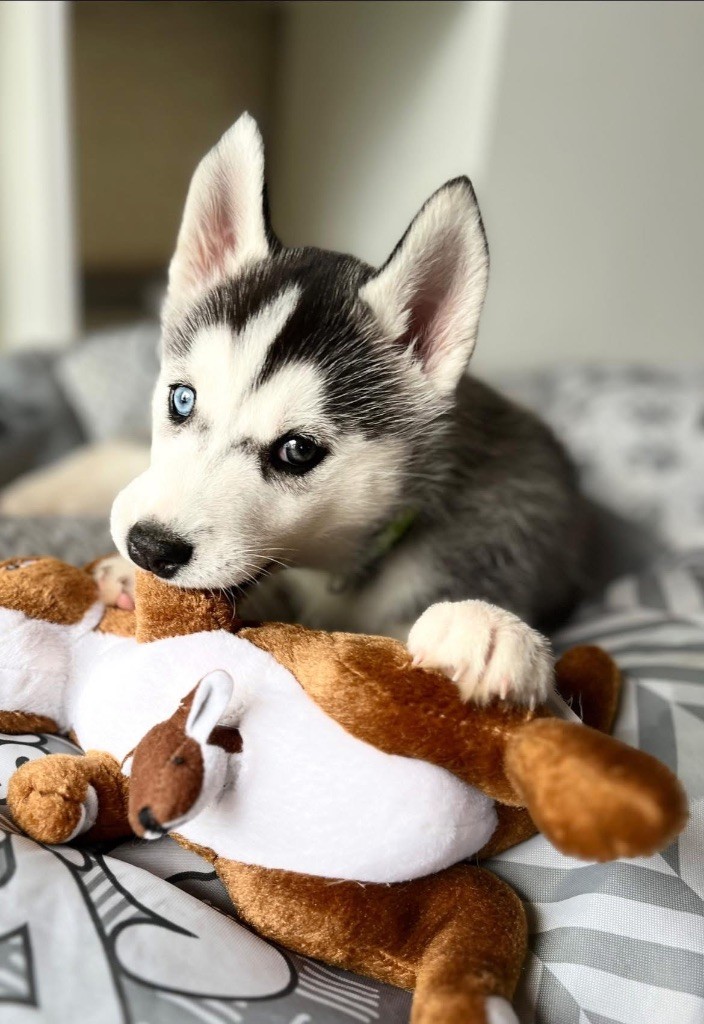 Chiot Siberian Husky du Domaine de la Plissonnière