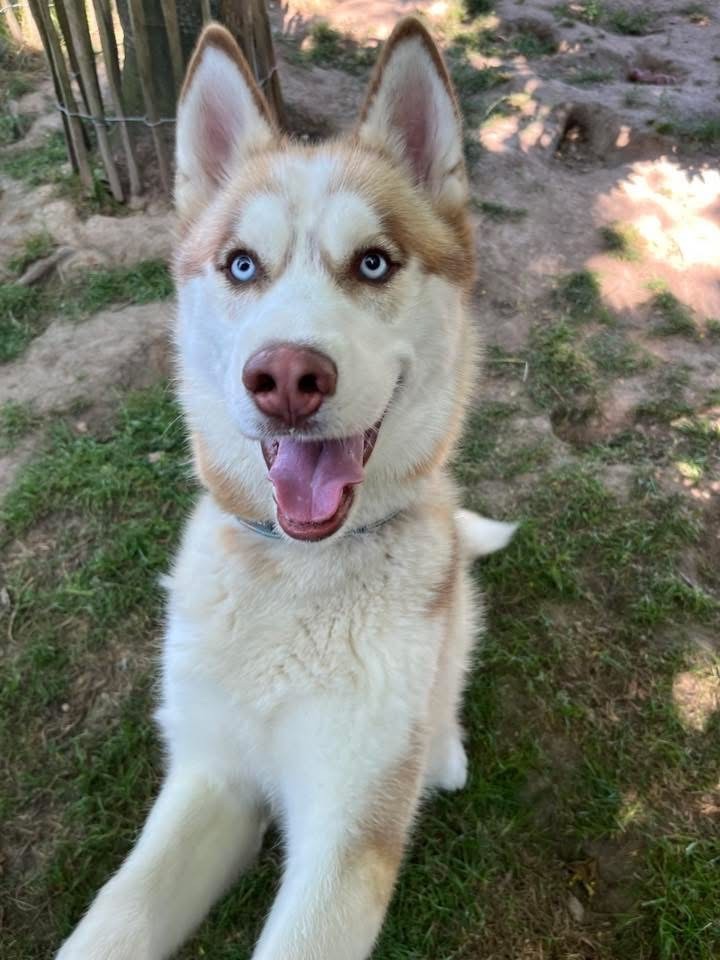 du Domaine de la Plissonnière - Chiots disponibles - Siberian Husky
