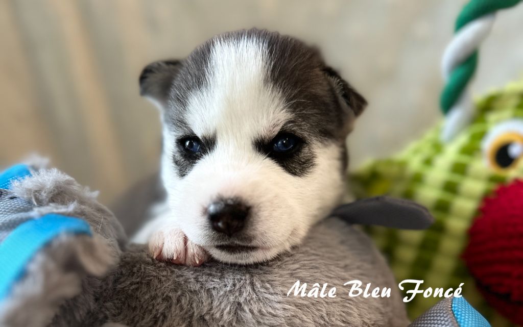 du Domaine de la Plissonnière - Chiots disponibles - Siberian Husky