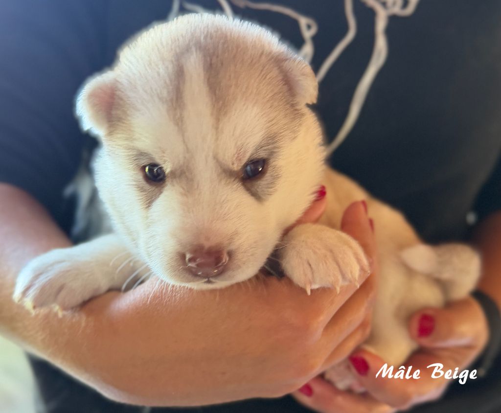du Domaine de la Plissonnière - Chiots disponibles - Siberian Husky