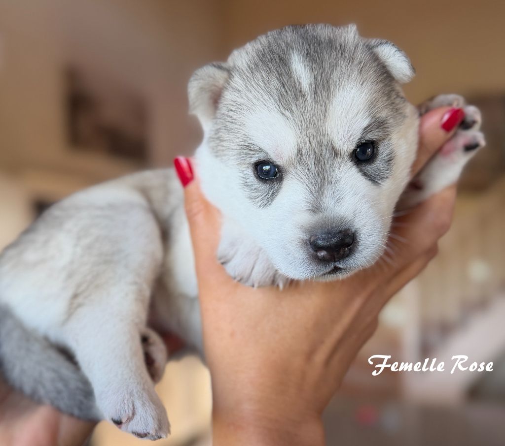 du Domaine de la Plissonnière - Chiots disponibles - Siberian Husky