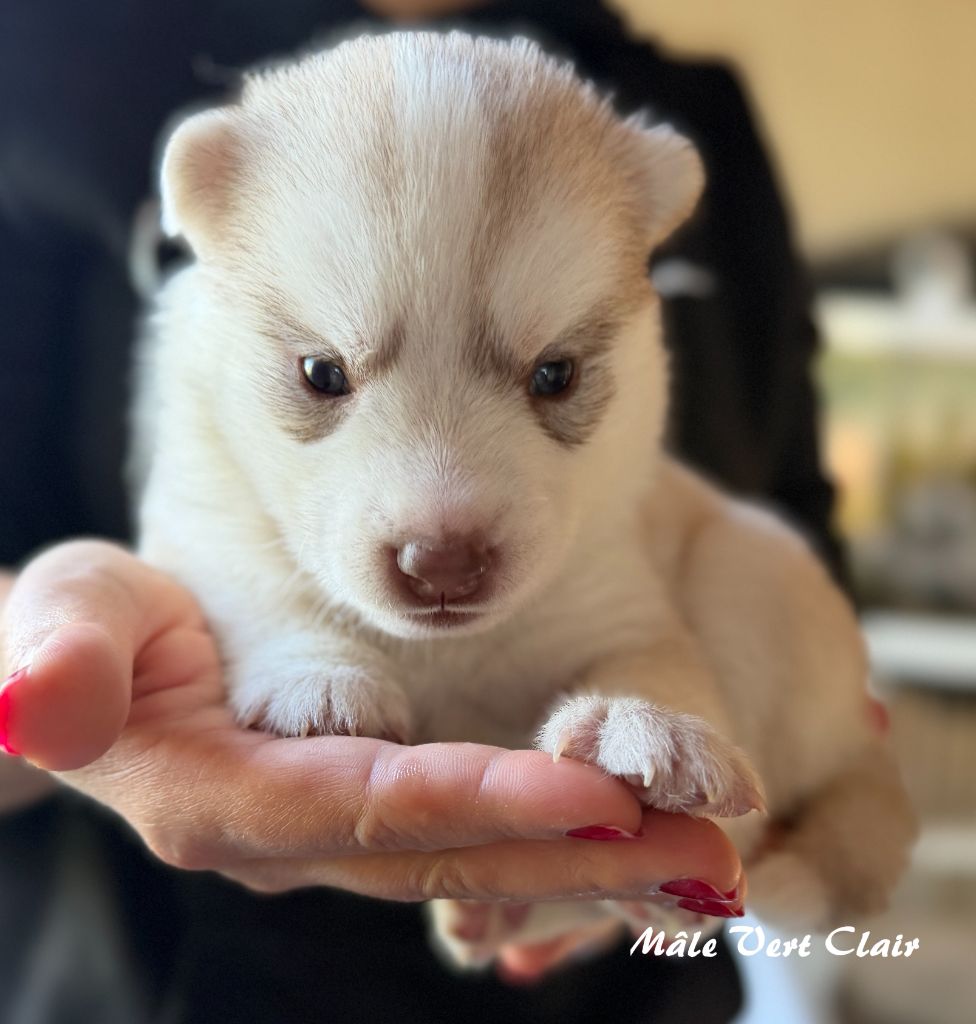 du Domaine de la Plissonnière - Chiots disponibles - Siberian Husky