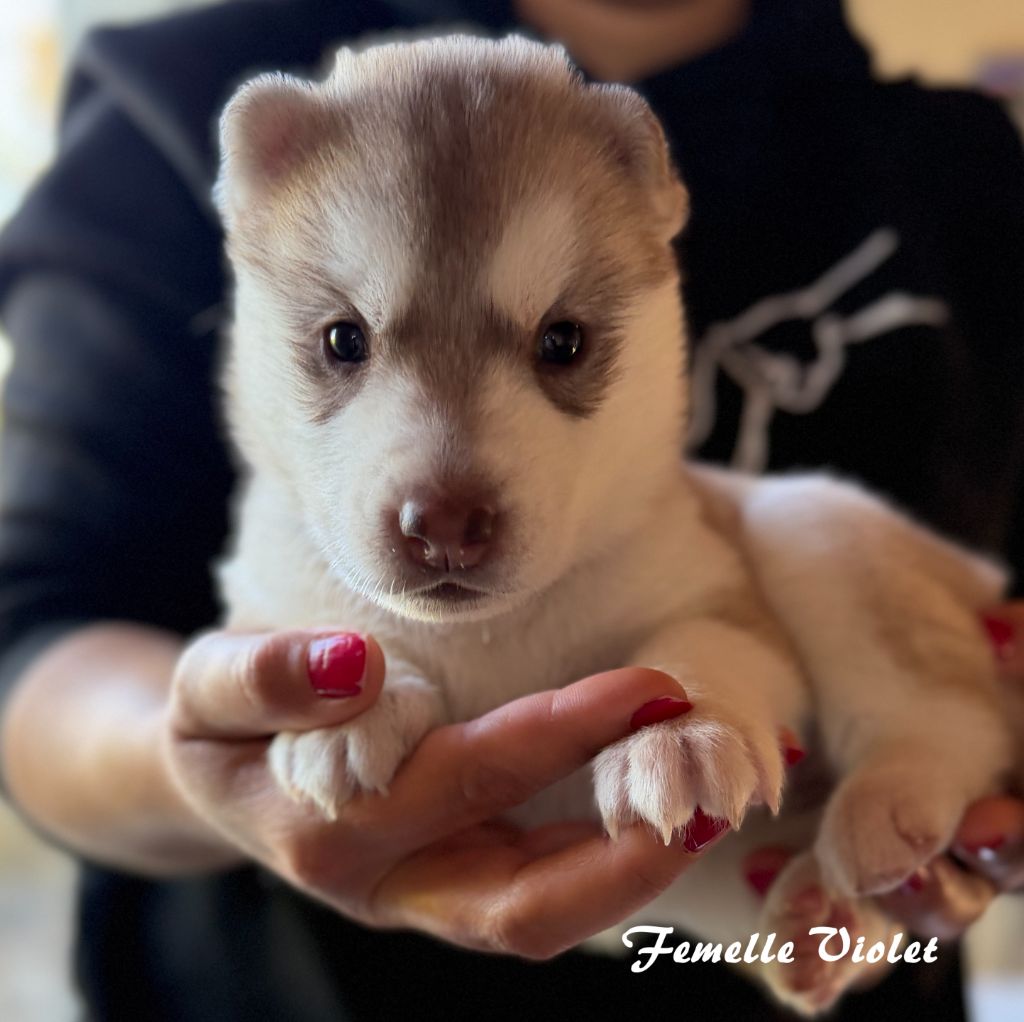 du Domaine de la Plissonnière - Chiots disponibles - Siberian Husky