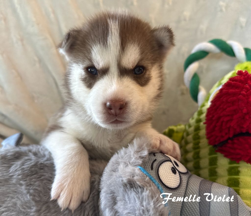 du Domaine de la Plissonnière - Chiots disponibles - Siberian Husky