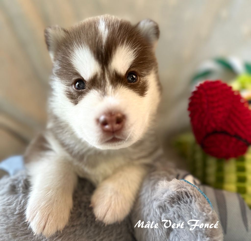 du Domaine de la Plissonnière - Chiots disponibles - Siberian Husky