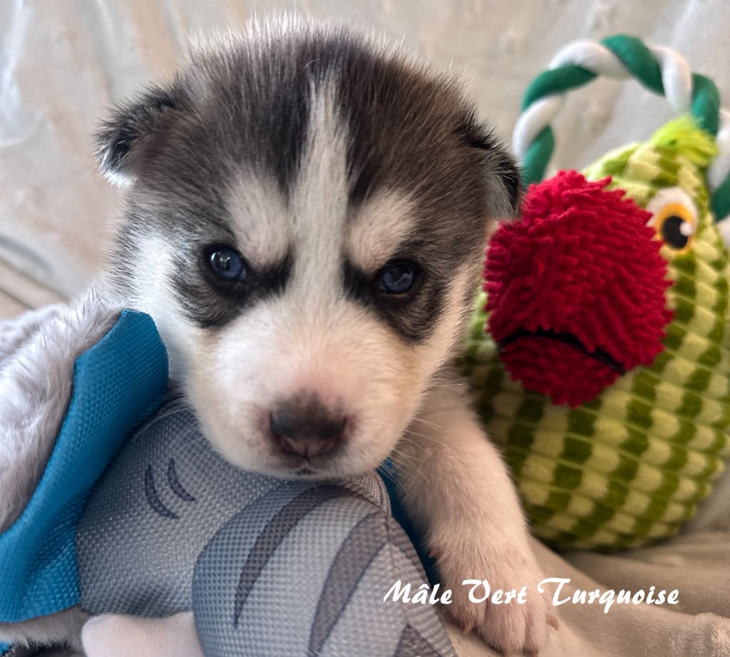 du Domaine de la Plissonnière - Chiots disponibles - Siberian Husky